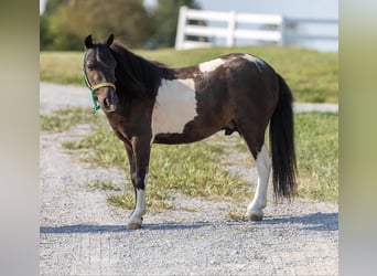 Poney des Amériques, Hongre, 6 Ans, 91 cm, Tobiano-toutes couleurs