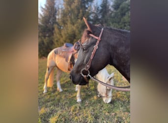 Poney des Amériques, Hongre, 7 Ans, 142 cm, Noir