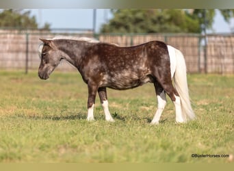 Poney des Amériques, Hongre, 7 Ans, 99 cm, Bai cerise