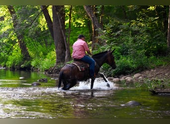 Poney des Amériques, Hongre, 7 Ans, 99 cm, Bai cerise