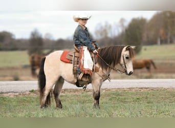 Poney des Amériques, Hongre, 7 Ans, Buckskin