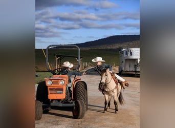 Poney des Amériques, Hongre, 7 Ans, Buckskin