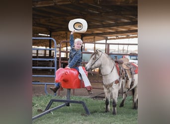 Poney des Amériques, Hongre, 7 Ans, Buckskin