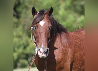 Poney des Amériques, Hongre, 8 Ans, 135 cm, Bai cerise