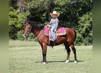 Poney des Amériques, Hongre, 8 Ans, 135 cm, Bai cerise