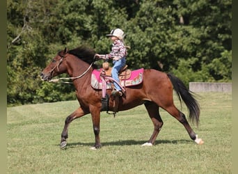 Poney des Amériques, Hongre, 8 Ans, 135 cm, Bai cerise