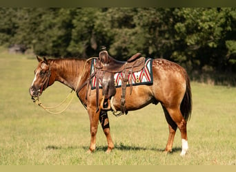 Poney des Amériques, Hongre, 8 Ans, 137 cm, Alezan brûlé