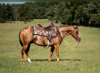 Poney des Amériques, Hongre, 8 Ans, 137 cm, Alezan brûlé