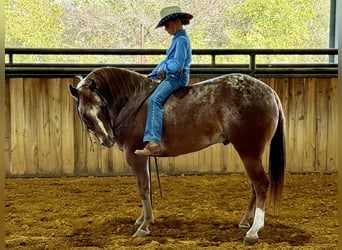 Poney des Amériques, Hongre, 8 Ans, 137 cm, Alezan brûlé