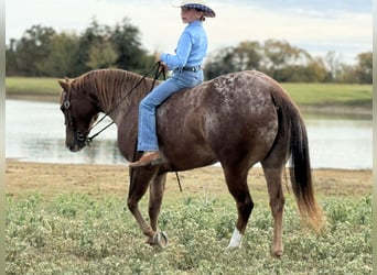 Poney des Amériques, Hongre, 8 Ans, 137 cm, Alezan brûlé