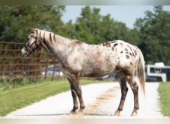 Poney des Amériques, Hongre, 8 Ans, 137 cm, Gris