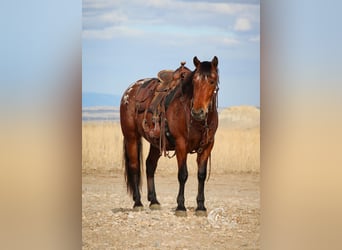 Poney des Amériques, Hongre, 9 Ans, 137 cm, Bai cerise