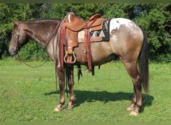 Poney des Amériques, Hongre, 9 Ans, 147 cm, Alezan brûlé