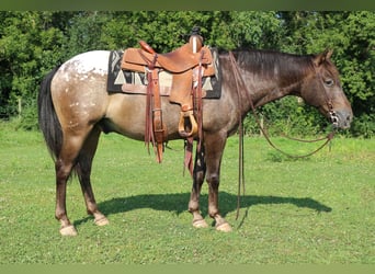 Poney des Amériques, Hongre, 9 Ans, 147 cm, Alezan brûlé