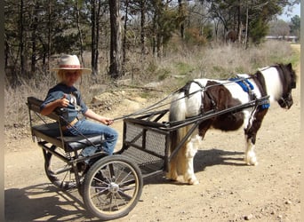 Poney des Amériques, Hongre, 9 Ans, 94 cm, Tobiano-toutes couleurs