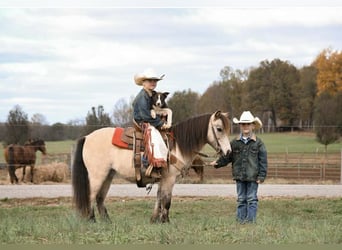 Poney des Amériques, Hongre, 9 Ans, Buckskin