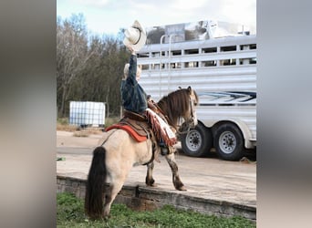 Poney des Amériques, Hongre, 9 Ans, Buckskin