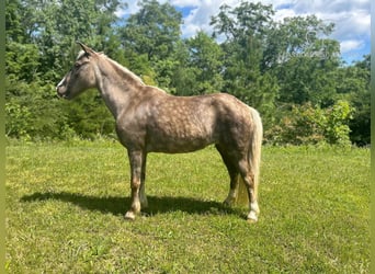 Poney des Amériques, Jument, 11 Ans, 112 cm, Blanc