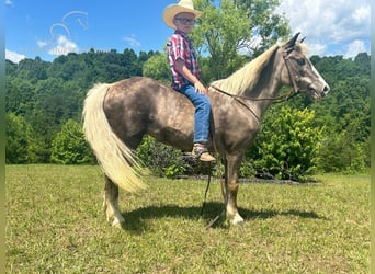 Poney des Amériques, Jument, 11 Ans, 112 cm, Blanc