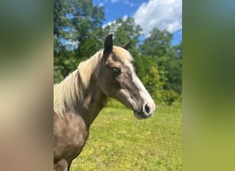 Poney des Amériques, Jument, 11 Ans, 112 cm, Blanc