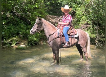 Poney des Amériques, Jument, 11 Ans, 112 cm, Blanc