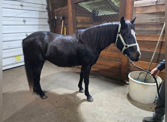 Poney des Amériques, Jument, 11 Ans, 137 cm, Noir