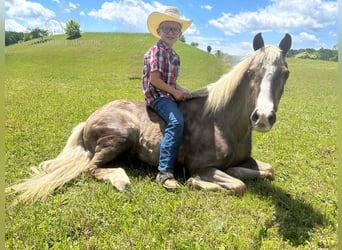 Poney des Amériques, Jument, 12 Ans, 112 cm, Blanc