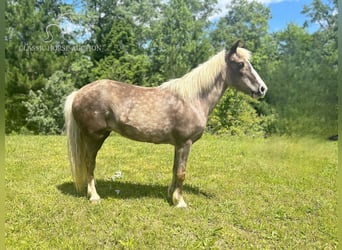 Poney des Amériques, Jument, 12 Ans, 112 cm, Blanc