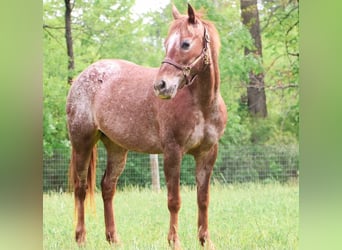 Poney des Amériques, Jument, 12 Ans, 132 cm, Alezan brûlé
