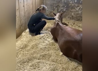 Poney des Amériques, Jument, 17 Ans, 132 cm