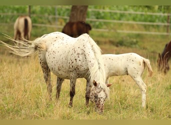 Poney des Amériques, Jument, 20 Ans, 135 cm, Léopard