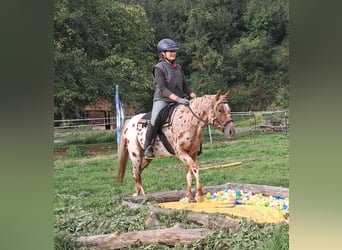 Poney des Amériques, Jument, 3 Ans, 135 cm, Léopard