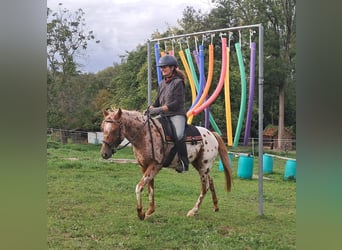 Poney des Amériques, Jument, 3 Ans, 135 cm, Léopard
