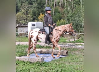 Poney des Amériques, Jument, 3 Ans, 135 cm, Léopard