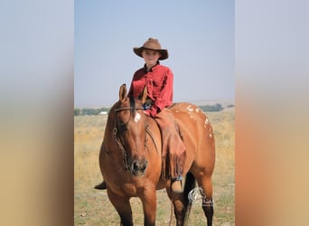 Poney des Amériques, Jument, 3 Ans, 145 cm, Isabelle