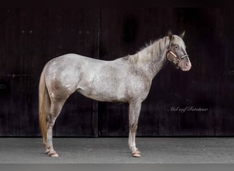 Poney des Amériques, Jument, 4 Ans, 142 cm, Léopard
