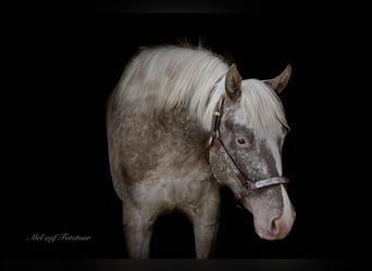 Poney des Amériques, Jument, 4 Ans, 142 cm, Léopard
