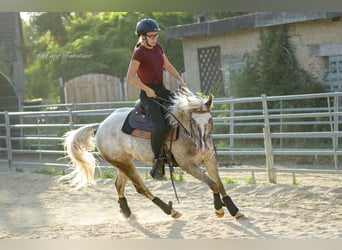 Poney des Amériques, Jument, 4 Ans, 142 cm, Léopard
