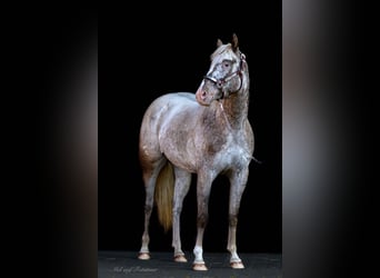 Poney des Amériques, Jument, 4 Ans, 142 cm, Léopard