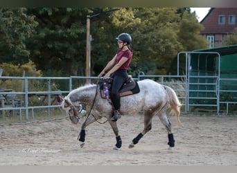 Poney des Amériques, Jument, 4 Ans, 142 cm, Léopard