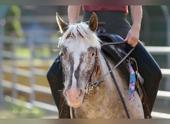 Poney des Amériques, Jument, 4 Ans, 142 cm, Léopard