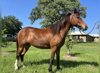 Poney des Amériques, Jument, 6 Ans, 127 cm, Bai cerise