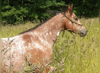 Poney des Amériques, Jument, 6 Ans, 135 cm, Bai