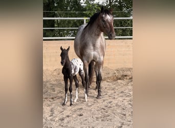 Poney des Amériques, Jument, 6 Ans, 140 cm, Léopard