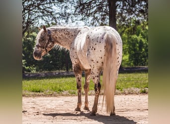 Poney des Amériques, Jument, 6 Ans, Alezan brûlé