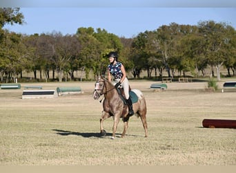 Poney des Amériques, Jument, 7 Ans, 142 cm, Palomino