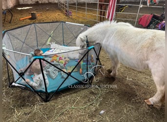 Poney des Amériques, Jument, 7 Ans, 99 cm, Blanc