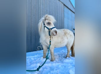 Poney des Amériques, Jument, 7 Ans, 99 cm, Blanc