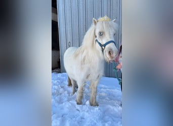 Poney des Amériques, Jument, 7 Ans, 99 cm, Blanc