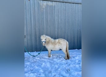 Poney des Amériques, Jument, 7 Ans, 99 cm, Blanc